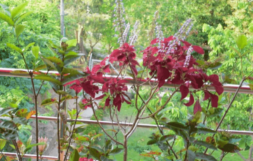 Habitación séxtuple -cabaña mi terruño